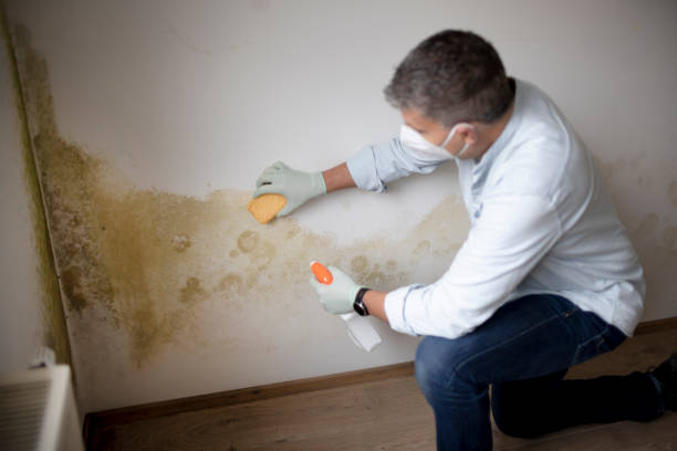 Best Water Damage & Mold Remediation  in Riverwoods, IL